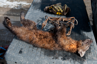 I came across a trapper, who was busy wading in amongst the reeds for beavers. This is a Pine Martin he caught earlier that day. 
